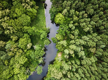 Descubre el Programa de Donativos Ambientales de Ford que Contribuye a lograr un Mejor Mundo